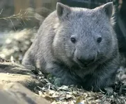 wombatLg.webp