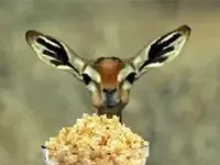 giphy.webp