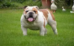 English%20Bulldog_zpssm4asi5i.webp