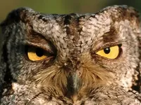 Angry-Owl.webp