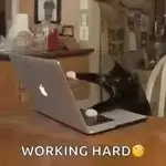 cat-work.webp