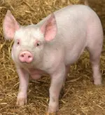 pig_3.webp