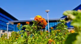 TMNA_HQ_Flower-scaled.webp