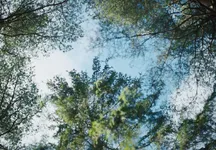 309921_Inspired_by_Nature.webp