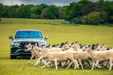 Goodwoof 2023 - 2.webp