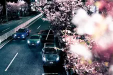 Aston Martin models with Japanese Cherry Blossoms.webp