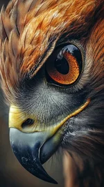 intense-eagle-gaze-stockcake.webp